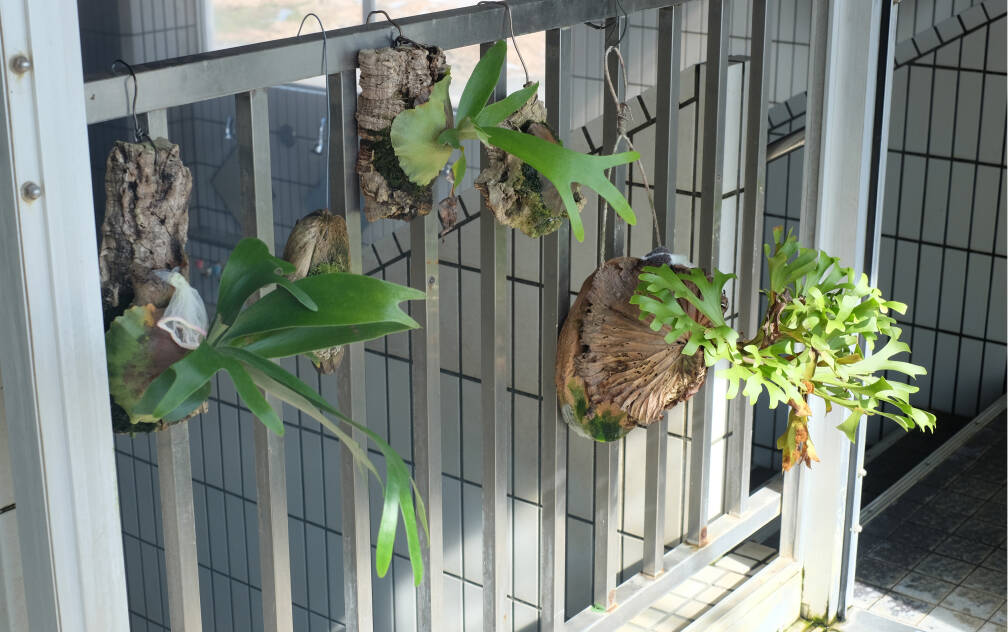 浴室内にある塊根植物